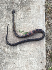 Pantherophis obsoletus