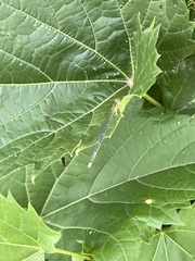 Enallagma vesperum