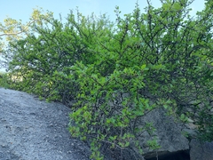 Bursera rupicola