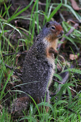 Urocitellus columbianus