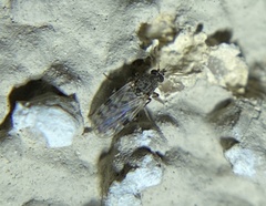 Ceratopogoninae