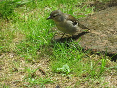 Fringilla coelebs moreletti