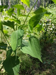 Verbesina occidentalis