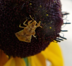 Phymata pacifica stanfordi