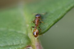 Temnothorax