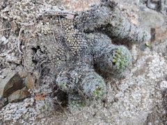 Mammillaria
