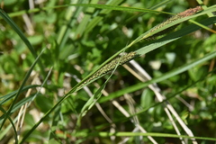 Carex aquatilis