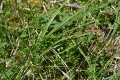 Carex aquatilis