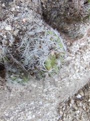 Mammillaria