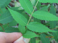 Rhus typhina