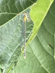 Enallagma vesperum