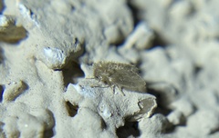 Psychodinae