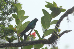 Pterophanes cyanopterus