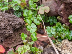 Thalictrum alpinum