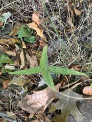 Helianthus divaricatus