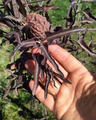 Araujia brachystephana