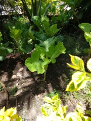 Brassica oleracea capitata