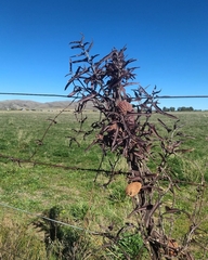 Araujia brachystephana