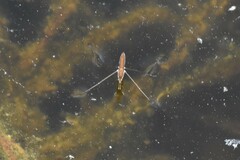 Limnoporus notabilis