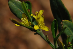 Cneorum tricoccon