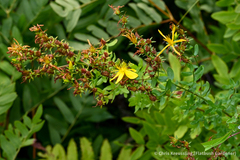 Hypericum mutilum