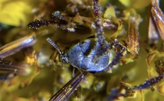 Bruchinae