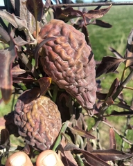 Araujia brachystephana