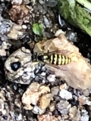 Vespinae