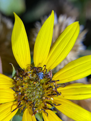 Bruchinae