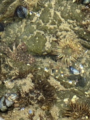 Pachygrapsus crassipes