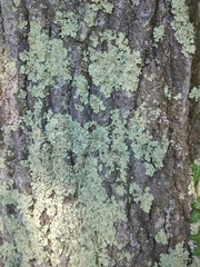 Flavoparmelia caperata