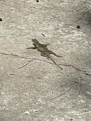 Agama picticauda