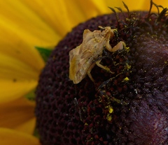 Phymata pacifica stanfordi