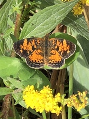 Phyciodes tharos