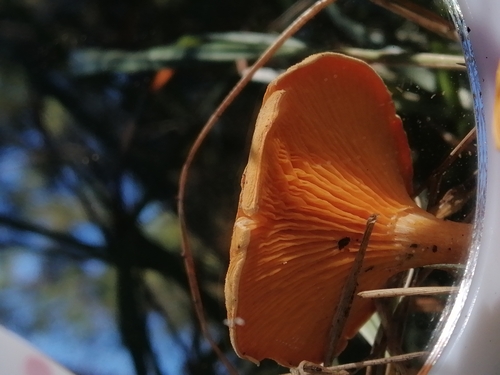 líška oranžová (Hygrophoropsis aurantiaca)
