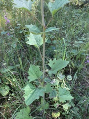 Arnoglossum atriplicifolium