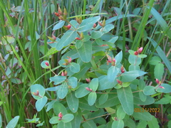 Hypericum virginicum