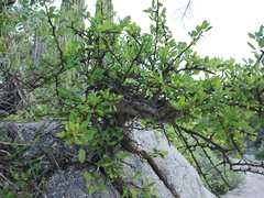 Bursera rupicola