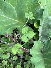 Ipomoea hederacea