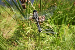 Leucorrhinia albifrons