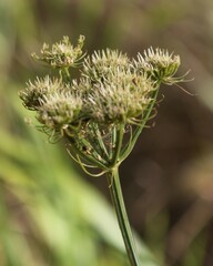 Oenanthe pimpinelloides