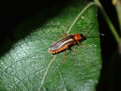 Cantharis nigra
