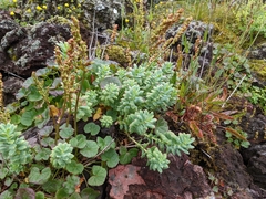 Rhodiola rosea