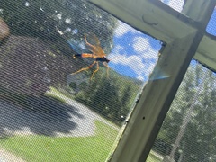 Opheltes glaucopterus