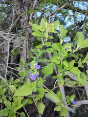 Salvia similis