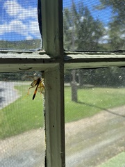 Opheltes glaucopterus