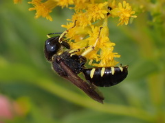 Ectemnius maculosus