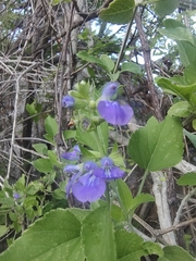 Salvia similis