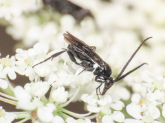 Microgastrinae