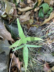 Helianthus divaricatus